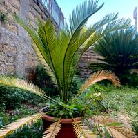 Pianta Cycas Revoluta diametro 60 cm