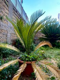 Pianta Cycas Revoluta diametro 60 cm