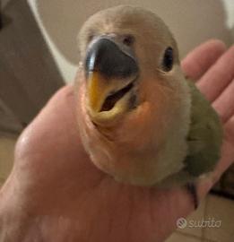 Inseparabili allevato a mano