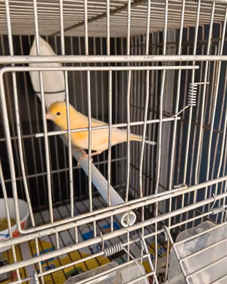 Gialli