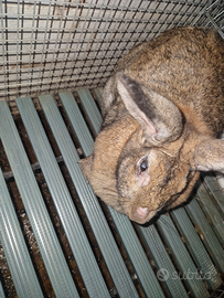 Conigli 2 femmine e 1 maschio per la monta