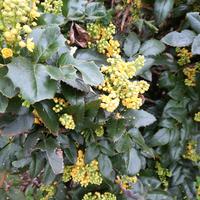 Mahonia aquifolium 