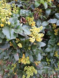 Mahonia aquifolium 