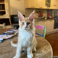 Maine Coon Magical Giants