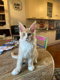 Maine Coon Magical Giants