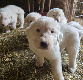Cuccioli di pastore maremmano-abruzzese