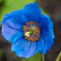 semi di papavero blu