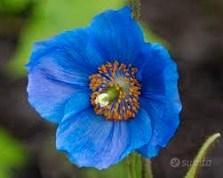 semi di papavero blu