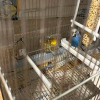 Cocorita maschio di 6 mesi