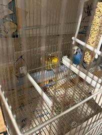 Cocorita maschio di 6 mesi