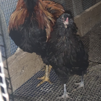 Coppia araucana maschio moroseta