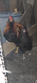 Coppia araucana maschio moroseta