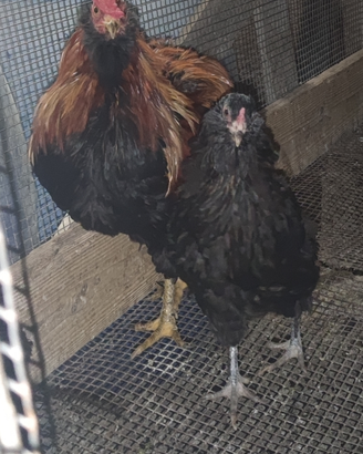Coppia araucana maschio moroseta