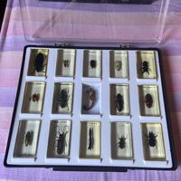 teca con 15 insetti in resina