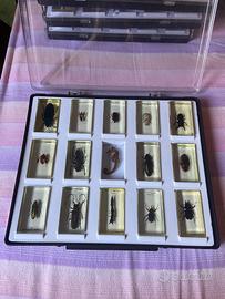 teca con 15 insetti in resina