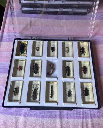 teca con 15 insetti in resina