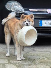 Vendita achita inu tigrato