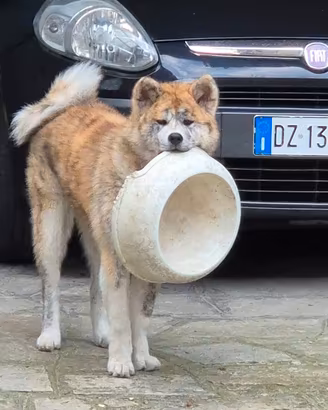 Vendita achita inu tigrato