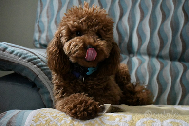 Barboncino accoppiamento