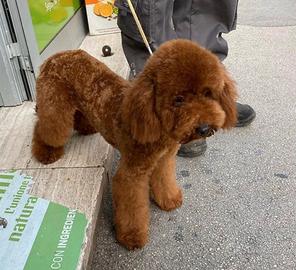 Barboncino per monta