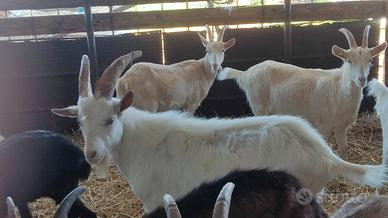 Caprone Saanen DI 8 MESI