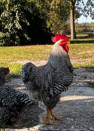 Galline e galli Amrock