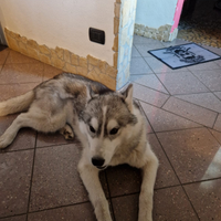 Husky maschio per monta