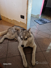 Husky maschio per monta