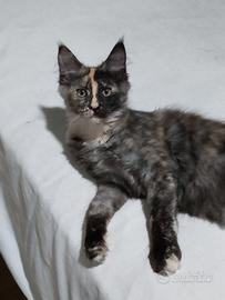 Maine coon
