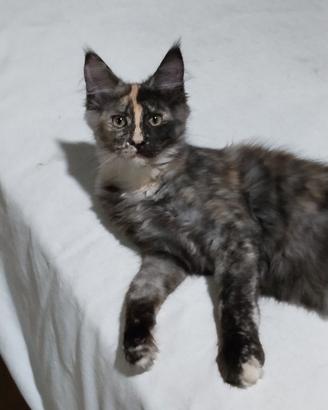 Maine coon