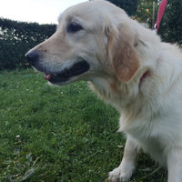 Golden Retriever Adozione