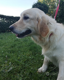 Golden Retriever Adozione