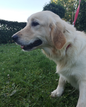 Golden Retriever Adozione