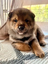 Cuccioli Shiba Inu