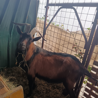 Becco camosciato delle alpi