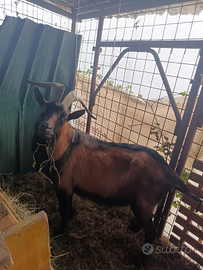 Becco camosciato delle alpi