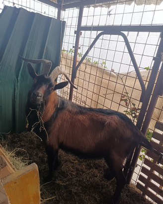 Becco camosciato delle alpi
