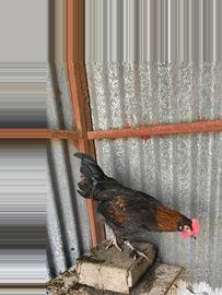 Gallo Marans Ramato