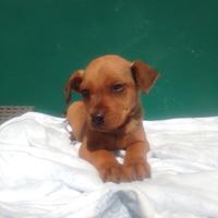 2 piccoli cuccioli in adozione