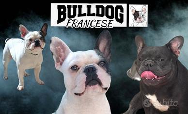 Bulldog francese cuccioli