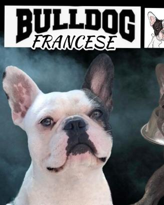 Bulldog francese cuccioli