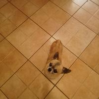 Chihuahua con pedigree per monte