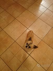 Chihuahua con pedigree per monte