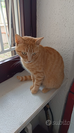 1 gattina rossa,. tre mesi