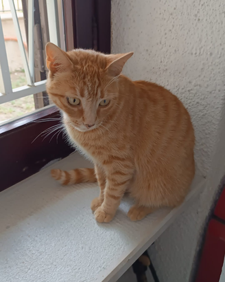 1 gattina rossa,. tre mesi