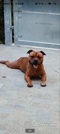 Staffordshire bull  terrier