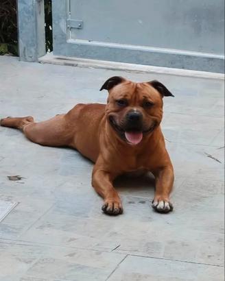 Staffordshire bull  terrier