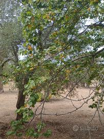 TERRENO RUSTICO 