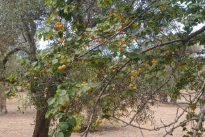TERRENO RUSTICO 