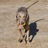 Weimaraner disponibile per monta. Alta genealogia